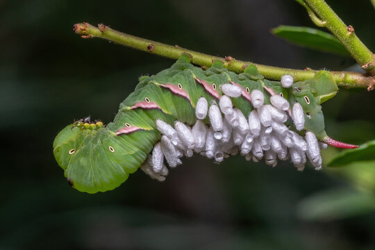 A Pawpaw Sphynx caterpillar has been parasitized by Hornworm Parasitoid Wasps.