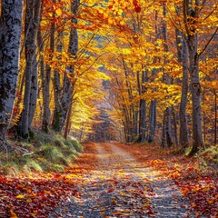 Fototapeta premium Colorful trees and footpath roads in the autumn landscape in deep forest. The autumn colors in the forest create a magnificent view. autumn view in nature.