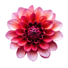 Fototapeta premium Dahlia Flower object isolated on transparent png. 