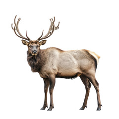 Obraz premium Elk object isolated on transparent png.