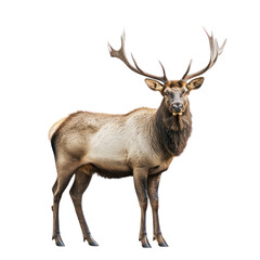 Obraz premium Elk object isolated on transparent png.