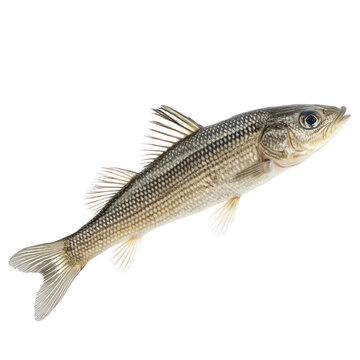recommend clip art: Flathead grey mullet  object  isolated on transparent png. 