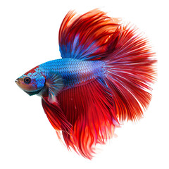 Fototapeta premium Red and Blue Betta Fish with Flowing Fins