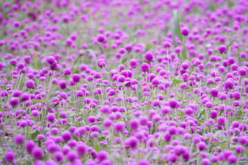 Obraz premium A field of purple flowers with many small purple flowers. The flowers are in a field and are very close to each other