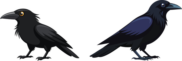 crow illustration on white 