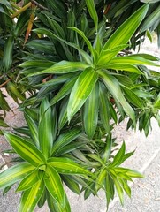 Obraz premium Dracaena Angustifolia, Pleomele Angustifolia, Suji hijau