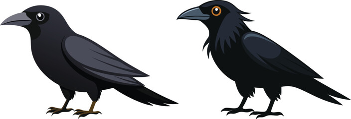 crow illustration on white 