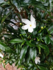 Mondokaki, Tabernaemontana Divaricata, Wari flower, Nyuhnyuh flower, Nyingin, Butter flower, Milk flower, Manila, Susong 