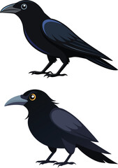 crow illustration on white 