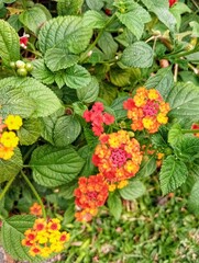 Lantana Camara, West Indian Lantana, Tahi ayam, Saliara, Tembelekan 