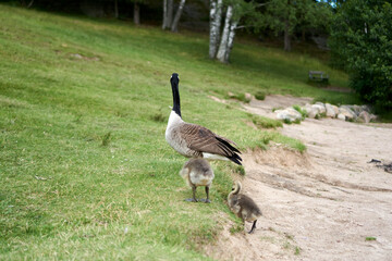 goose on the grass