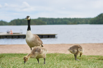 country goose family