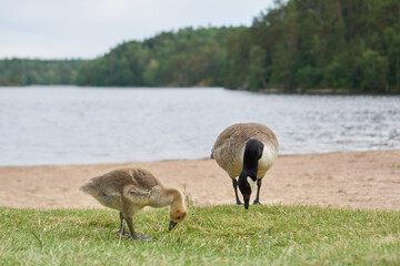 country goose family