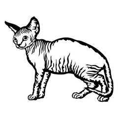Devon Rex Cat