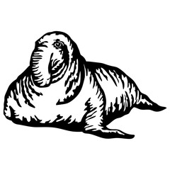 Elephant Seal