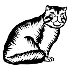 Exotic Shorthair Cat