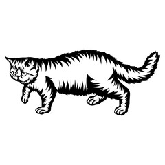 Exotic Shorthair Cat