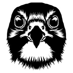 Falcon Face