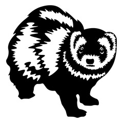 Ferret