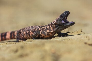 Gila monster (Heloderma suspectum is a species of venomous lizard native to the southwestern United States and northwestern Mexican state of Sonora. A heavy, typically slow-moving lizard.