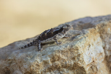 Horned lizards (Phrynosoma), also known as horny toads or horntoads, are a genus of North American lizards and the type genus of the family Phrynosomatidae. 