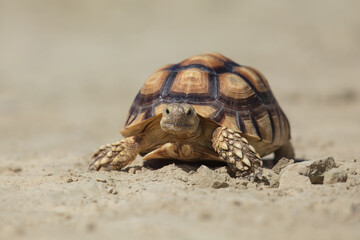 The African spurred tortoise (Centrochelys sulcata), also called the sulcata tortoise, is an endangered species of tortoise inhabiting the southern edge of the Sahara Desert