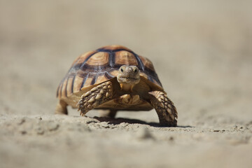 The African spurred tortoise (Centrochelys sulcata), also called the sulcata tortoise, is an endangered species of tortoise inhabiting the southern edge of the Sahara Desert