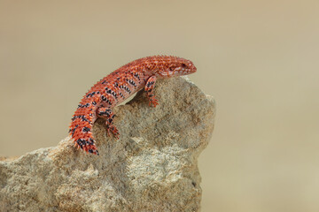 Egernia epsisolus, Spiny-tailed Skink is found in the Chichester IBRA subregion of the Pilbara in Western Australia