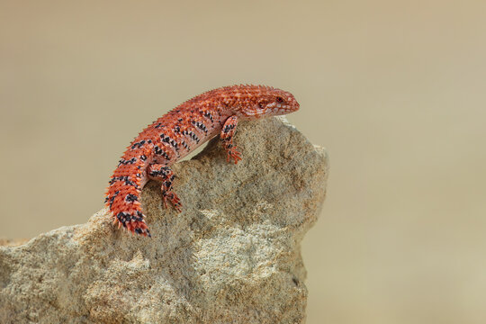 Egernia epsisolus, Spiny-tailed Skink is found in the Chichester IBRA subregion of the Pilbara in Western Australia