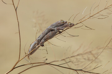 Northern spiny-tailed gecko
