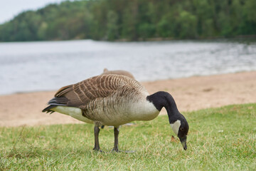 goose at the lake