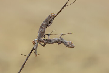 Northern spiny-tailed gecko
