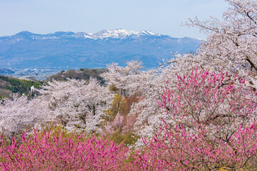 日本の風景・春　福島の桃源郷　花見山