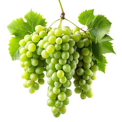 Obraz premium hanging branch green grapes isolated on a white background