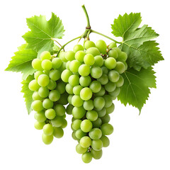 hanging branch green grapes isolated on a white background