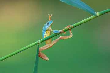 Cruziohyla craspedopus, the fringed leaf frog or fringed tree frog. It is found in the Amazonian lowlands in Brazil, Colombia, Ecuador, and Peru, and possibly in Bolivia
