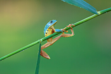 Cruziohyla craspedopus, the fringed leaf frog or fringed tree frog. It is found in the Amazonian lowlands in Brazil, Colombia, Ecuador, and Peru, and possibly in Bolivia