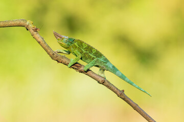 Jackson's chameleon, Jackson's horned chameleon, or Kikuyu three-horned chameleon catching a bug(Trioceros jacksonii ) is a species of chameleon (family Chamaeleonidae) native to East Africa