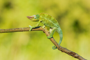 Jackson's chameleon, Jackson's horned chameleon, or Kikuyu three-horned chameleon catching a bug(Trioceros jacksonii ) is a species of chameleon (family Chamaeleonidae) native to East Africa