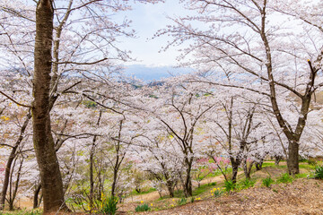 日本の風景・春　福島の桃源郷　花見山