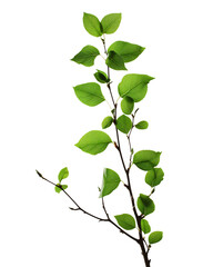 A Branch of Green Leaves and Buds on a White Background