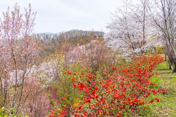 日本の風景・春　福島の桃源郷　花見山