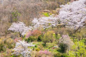 日本の風景・春　福島の桃源郷　花見山