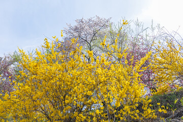 日本の風景・春　福島の桃源郷　花見山