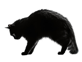 Obraz premium black cat