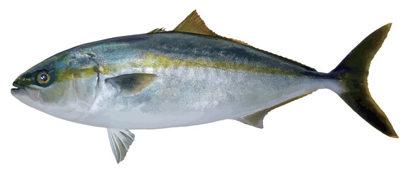 おいしい海水魚・天然ブリの切り抜き白背景リアルタッチイラストレーション