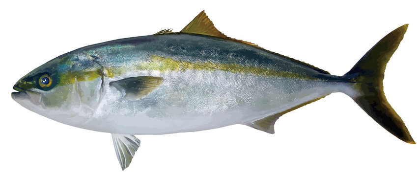 おいしい海水魚・天然ブリの切り抜き白背景リアルタッチイラストレーション。