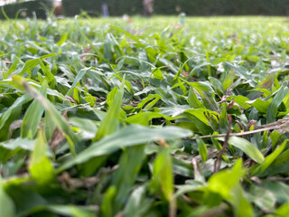 The green grass in the lawn is fresh and lush, with clear details of the leaves. 