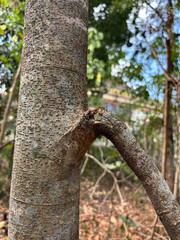 Tree Trunk Texture | Brunch tree