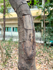 Tree Trunk Texture | Brunch tree